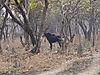 zambia_2012_with_finns_reedbuck_045.JPG