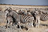 zebra-family.JPG