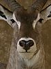 Aspen_waterbuck_5.jpeg