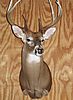 Bellucci-264-Whitetail-MountFinishedFrnt-Flash-A.jpg