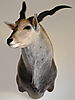 Eland_Trofee_001.jpg