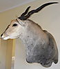 Eland_Trofee_019.jpg