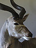 Kudu_Close_Up.jpg