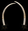 L86x18Girthtusk1.jpg