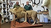 Lion_trophy_almost_complete_at_taxidermist.jpg