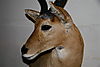 Reedbuck_sideview.JPG