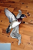 Woodduck_0059.JPG