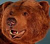 bear-taxidermy-01.jpeg