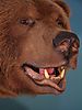 bear-taxidermy-02.jpeg