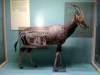 taxidermy-blesbok.jpg