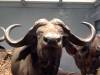 taxidermy-cape-buffalo.jpg