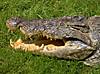 taxidermy-crocodile-01.jpg