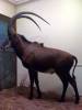 taxidermy-sable-antelope.jpg