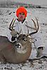 2001_Whitetail.jpg