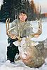 2003_Whitetail.jpg