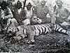 Shikaris-Tiger.jpg