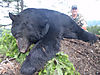 black-bear-hunts.jpg