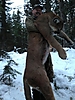 cougar-hunt-canada-04.JPG