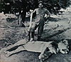 hunting-lion16.jpg