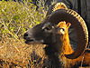 hunting-mouflon.jpg