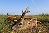 roe-deer-hunting-280gr.jpg