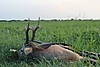roe-deer-hunting-320gr.jpg