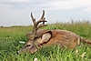 roe-deer-hunting-500gr.jpg