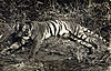 tiger-hunting5.jpg