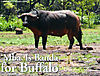 Mba-is-banda-for-buffalo.jpg