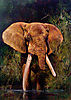 Shingwedzi-Elephant.jpg