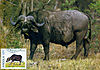 buffalo1.jpg