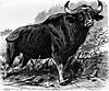 bull-gaur.jpeg