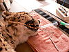 cheetah_conservation_fund_03.jpg