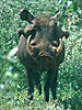 desert-warthog-ph-aethiopicus.jpg