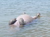 hippopotamus-water-02.JPG