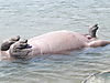 hippopotamus-water-03.JPG