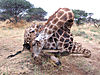 hunting-giraffe-161.JPG