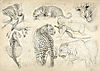 leopard-hunting3.jpg