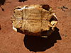 leopard-tortoise-022.JPG