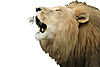 lion-roar.jpg