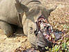 poaching-rhino.jpg