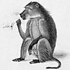 smoking-baboon.jpg