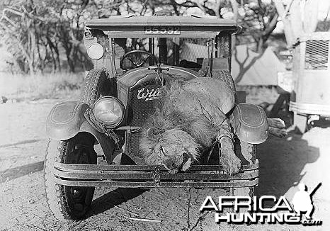 Lion killed in Central Africa - My Photo Gallery