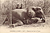 afrique-elephant-chasse.jpg