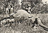 afrique-elephant-chasseurs.jpg