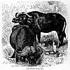 cape-buffalo1.jpg