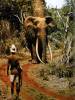 elephant_hunting_safari.jpg