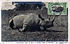 hunting-black-rhino1.jpg