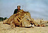 hunting-lion14.jpg