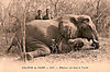 hunting-nigeria-elephant.jpg